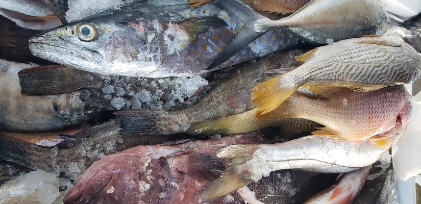 PESCA